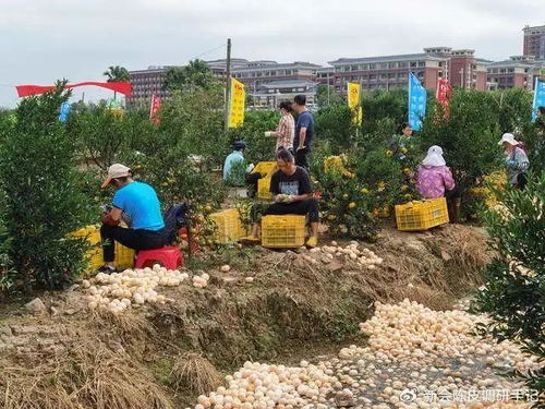 新会陈皮 每年遭丢弃的柑肉达数万吨,为什么不能开发利用呢